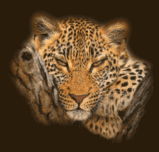 animated-tiger-image-0033