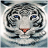 animated-tiger-image-0039