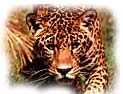 animated-tiger-image-0056