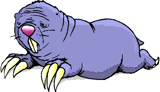 animated-walrus-image-0015