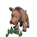 animated-wild-boar-image-0016