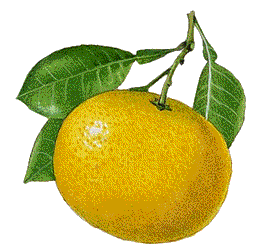animated-grapefruit-image-0001