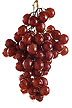 animated-grape-image-0011