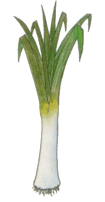 animated-leek-image-0008