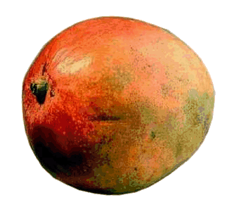 animated-mango-image-0012