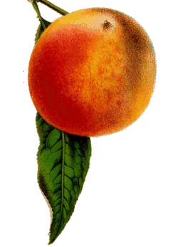 animated-peach-image-0008