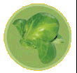 animated-brussels-sprout-image-0002