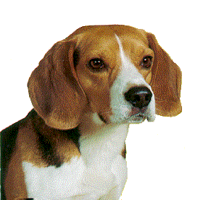 animated-beagle-image-0017