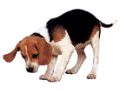 animated-beagle-image-0031