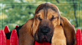 animated-bloodhound-image-0005