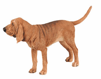 animated-bloodhound-image-0039