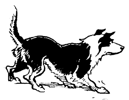 animated-border-collie-image-0008