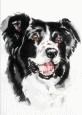 animated-border-collie-image-0009