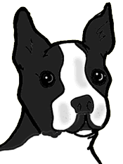 animated-boston-terrier-image-0008