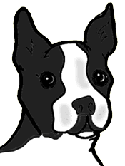 animated-boston-terrier-image-0008