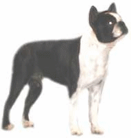 animated-boston-terrier-image-0013