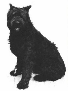 animated-bouvier-des-flandres-image-0003