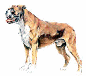 animated-boxer-image-0025