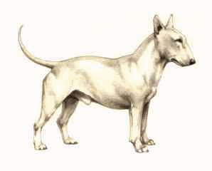 animated-bull-terrier-image-0003
