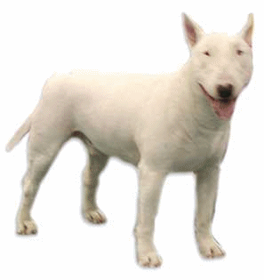 animated-bull-terrier-image-0029