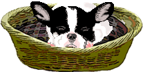 animated-bulldog-image-0005