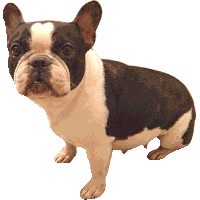 animated-bulldog-image-0008