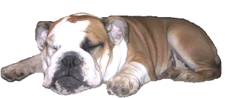 animated-bulldog-image-0011