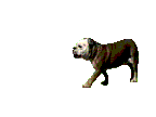 animated-bulldog-image-0021