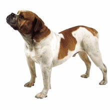 animated-bulldog-image-0041