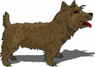 animated-cairn-terrier-image-0009