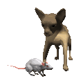 animated-chihuahua-image-0023