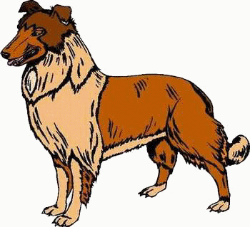 animated-collie-image-0003