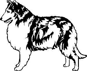 animated-collie-image-0016