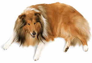 animated-collie-image-0024