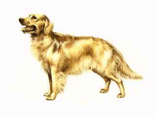 animated-golden-retriever-image-0029