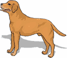 animated-golden-retriever-image-0030