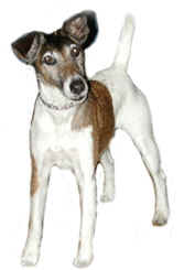 animated-jack-russell-terrier-image-0003