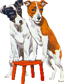 animated-jack-russell-terrier-image-0016