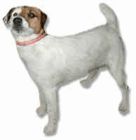 animated-jack-russell-terrier-image-0024