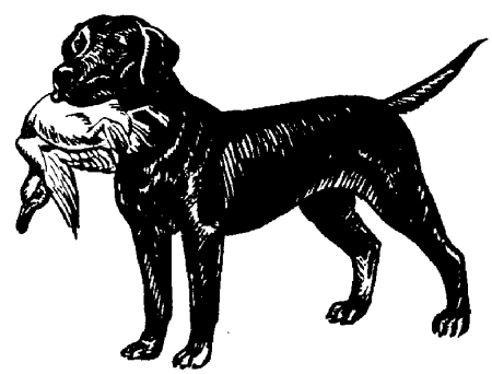 animated-labrador-image-0004