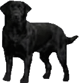 animated-labrador-image-0013