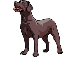 animated-labrador-image-0018