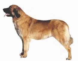 animated-leonberger-image-0003