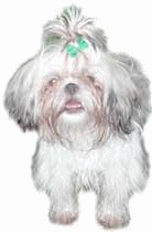 animated-maltese-dog-image-0018