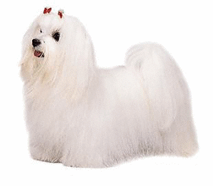 animated-maltese-dog-image-0024