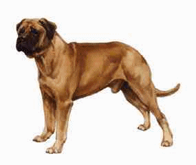 animated-neapolitan-mastiff-image-0008