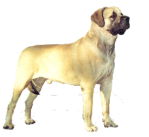 animated-neapolitan-mastiff-image-0010