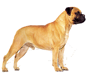 animated-neapolitan-mastiff-image-0016