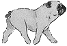 animated-pug-image-0018