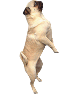 animated-pug-image-0025